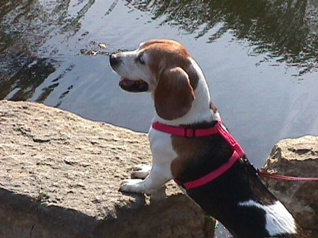 Gabe beagle